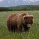Illustration for article titled Please Enjoy This Gallery Of Amazing Bear Photos